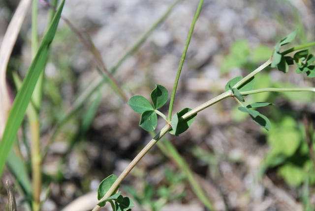 Coronilla - No, Lotus corniculatus